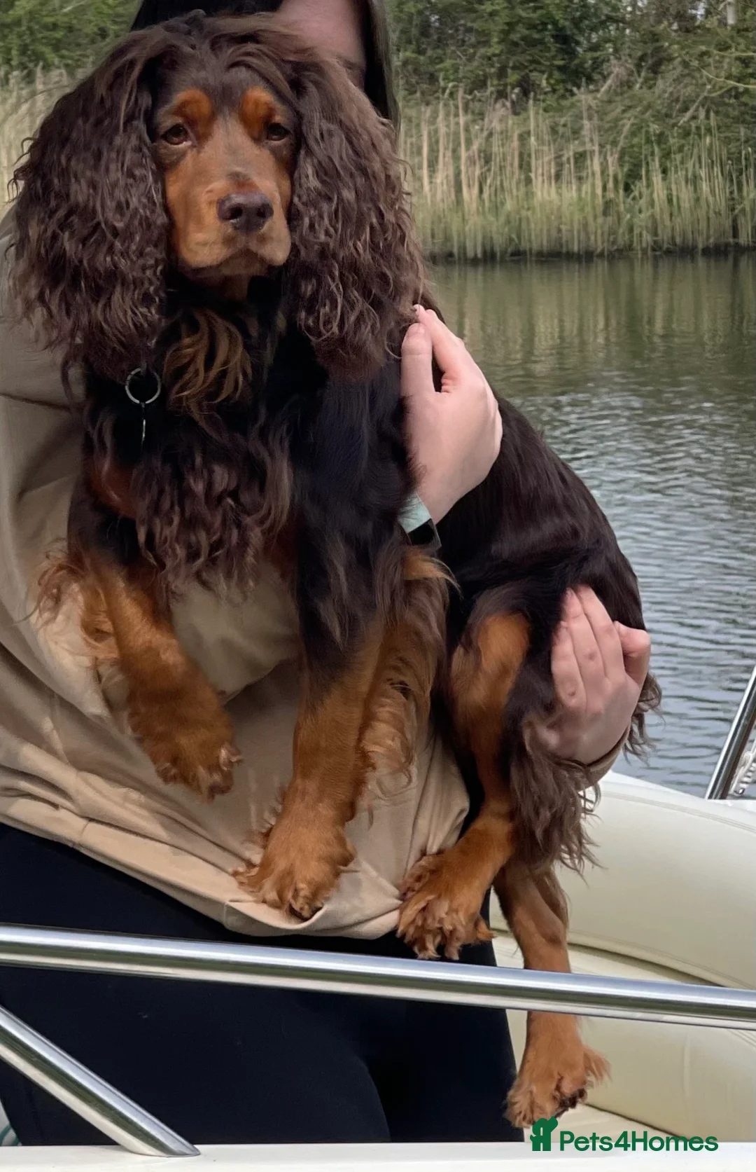 Cocker Spaniel dogs for stud: Choc & tan health tested working cocker in Doncaster - Advert 3