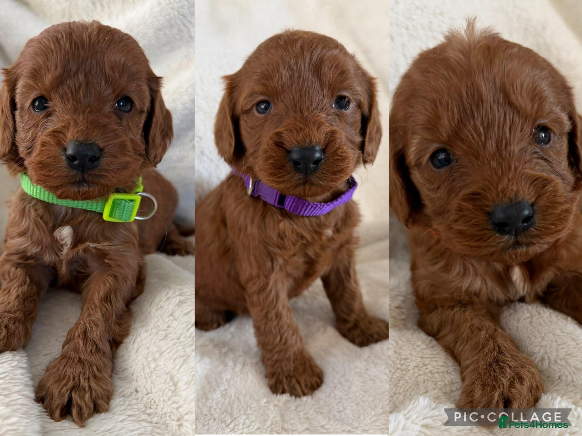 Cockapoo dogs for sale: Health Clear Cockapoo Puppies - Advert 1