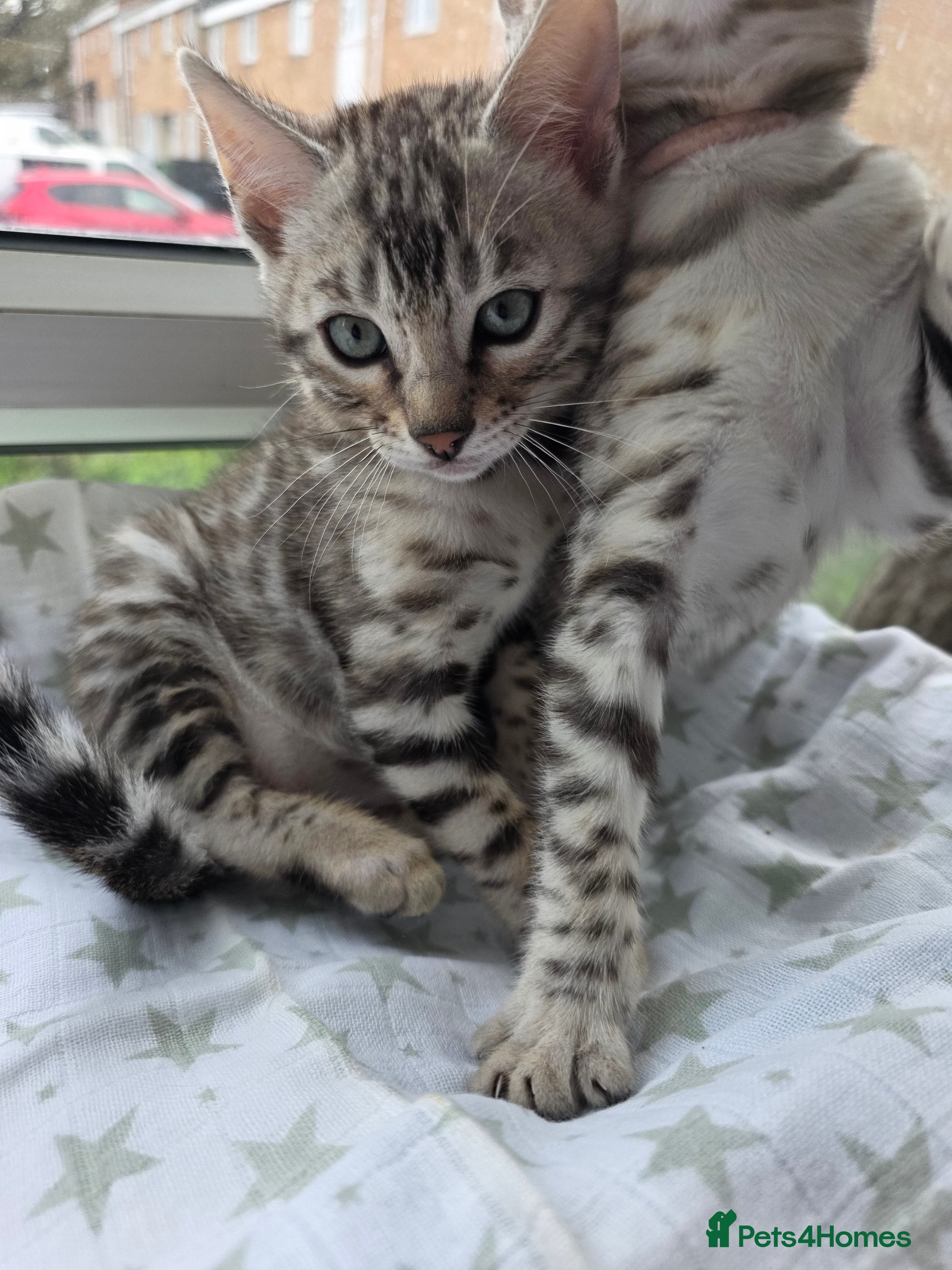 Bengal cats Beautiful Silver Bengal Kittens Ready soon - Advert 2