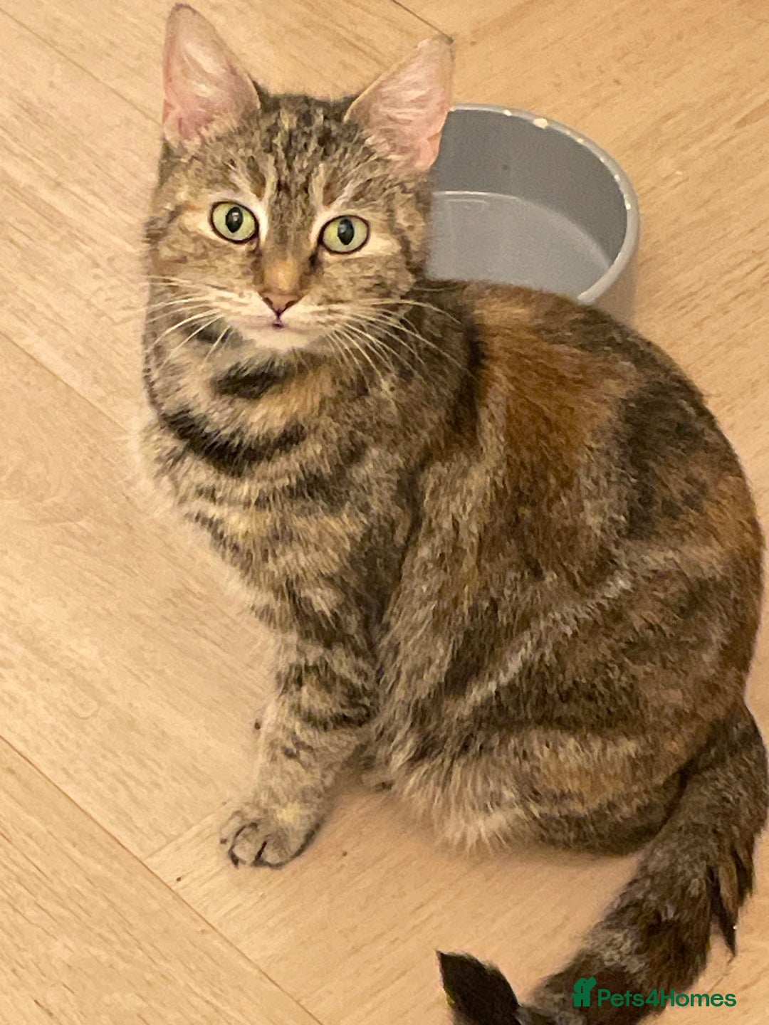 Mixed Breed cats for sale: 4 Beautfiul Kittens for Sale  - Advert 2