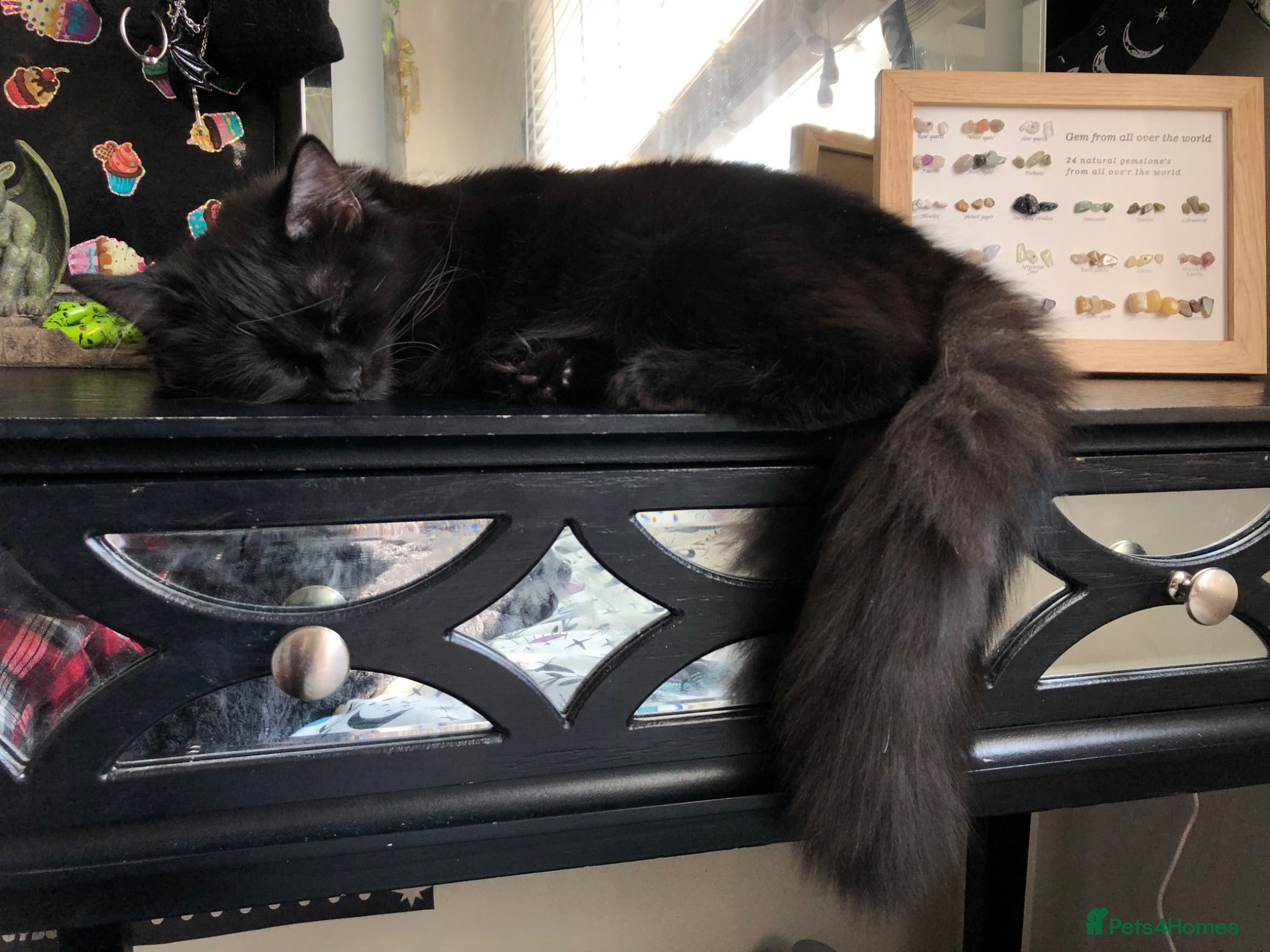 Maine Coon cats Part Maine coone 9 month old Female - Advert 1