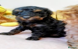 Toy Poodle dogs for sale: Toy poodle boy - Advert 10