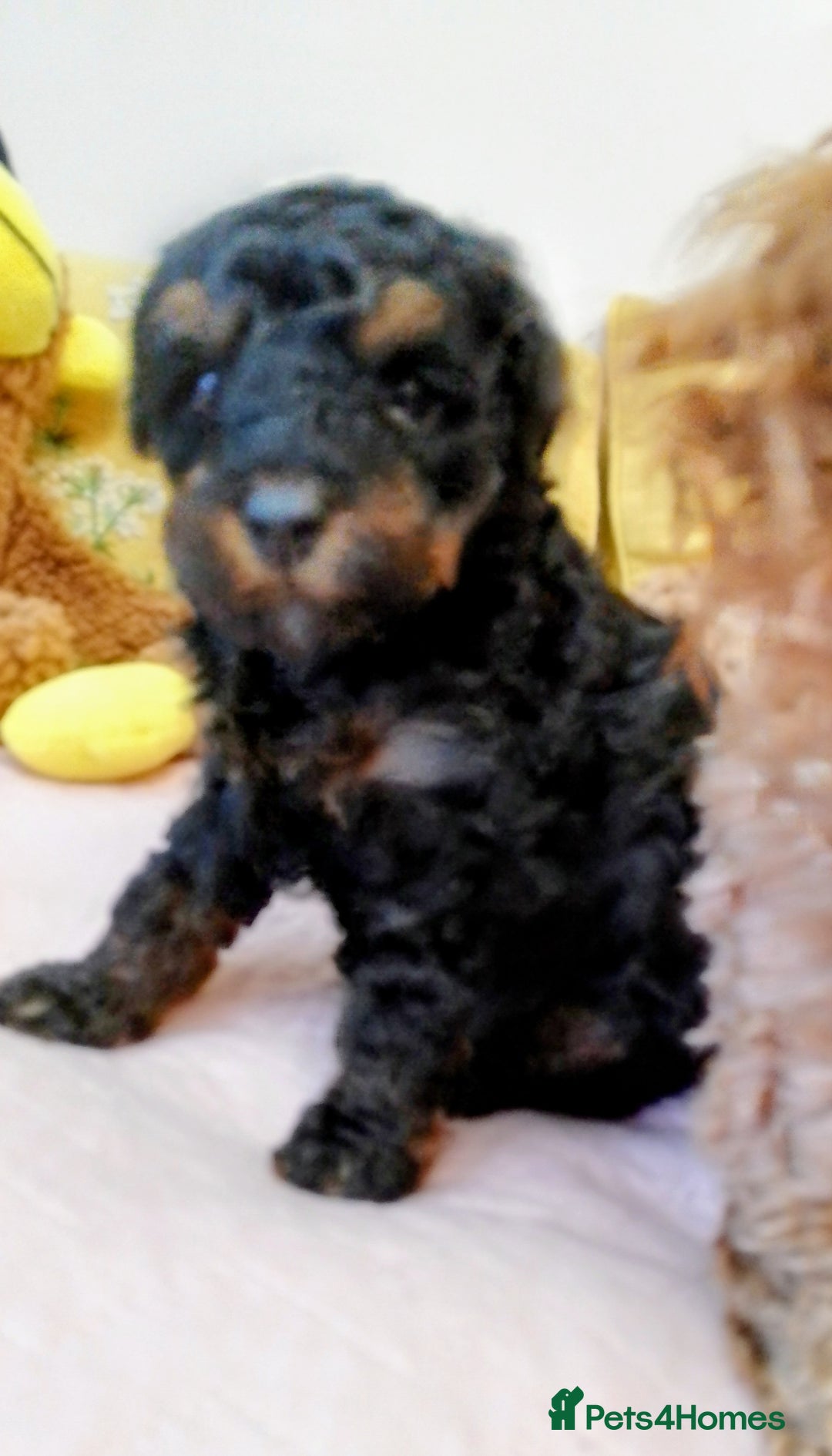 Toy Poodle dogs for sale: Toy poodle boy - Advert 10