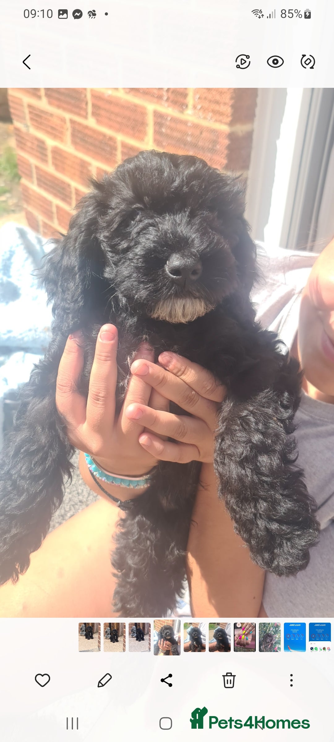 Cockapoo dogs for sale: cockapoos - Image 1