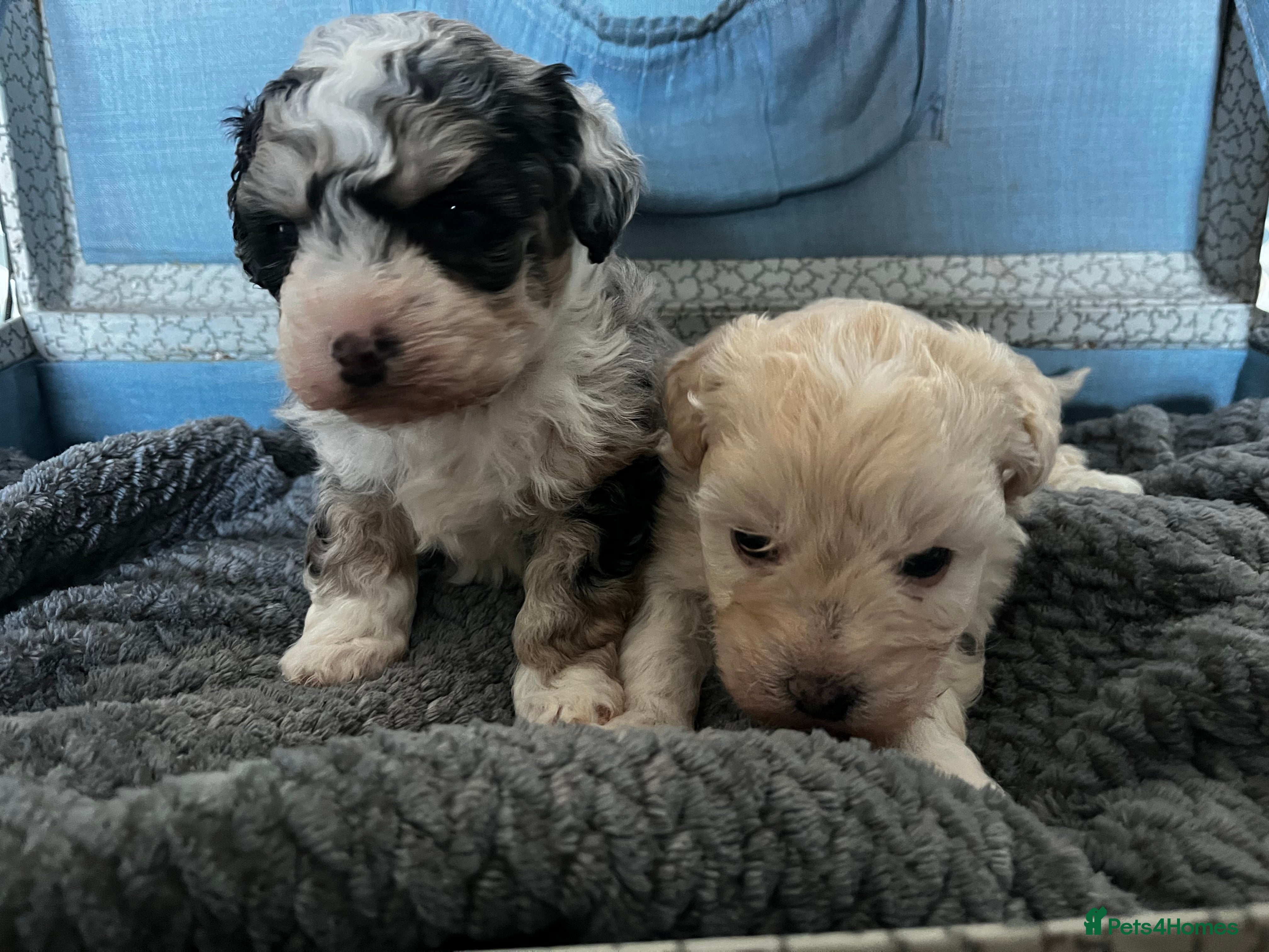 Maltipoo dogs Maltipoo’s looking for there forever home  - Advert 1