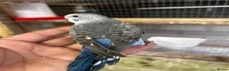 Budgerigars birds for sale: Beautiful adorable baby budgies  - Advert 2