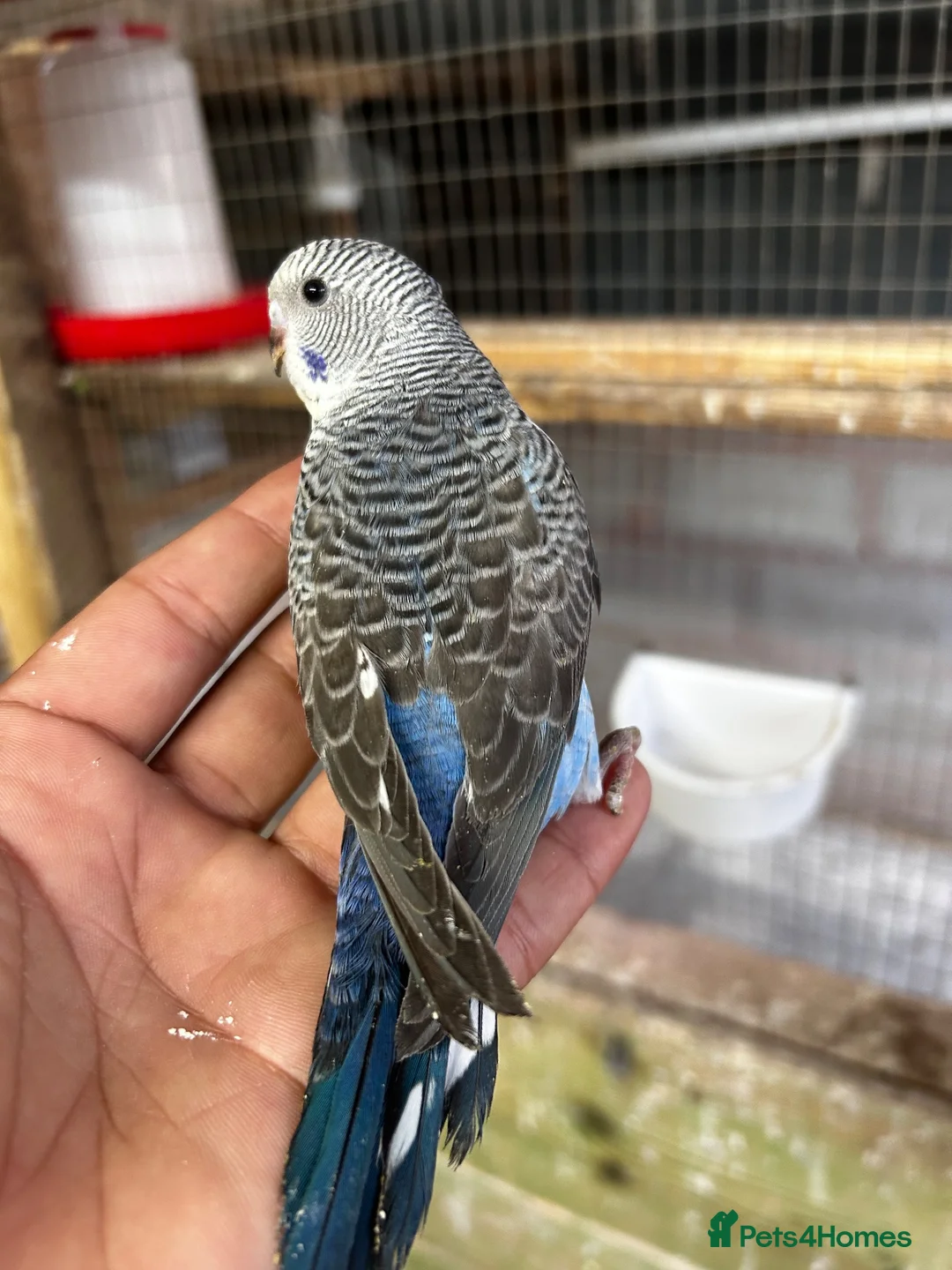 Budgerigars birds for sale: Beautiful adorable baby budgies  - Advert 2