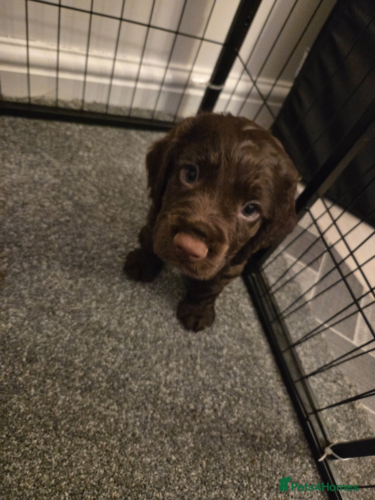 Cocker Spaniel dogs ONLY 2 BOYS LEFT! Working Cocker Spaniel puppies - Advert 1