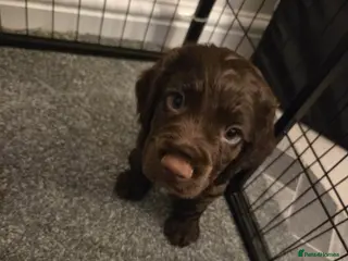 Cocker Spaniel dogs ONLY 2 BOYS LEFT! Working Cocker Spaniel puppies - Advert 1