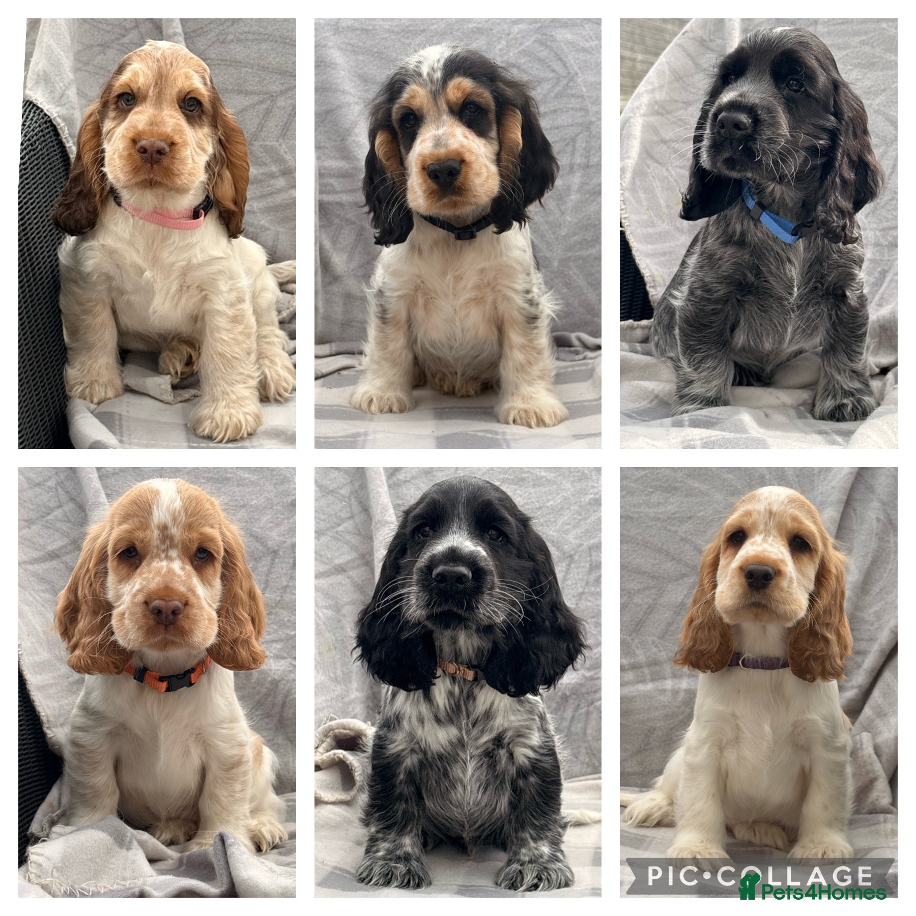 Cocker Spaniel dogs KC registered Show Type Cocker Spaniel DNA Tested - Advert 1