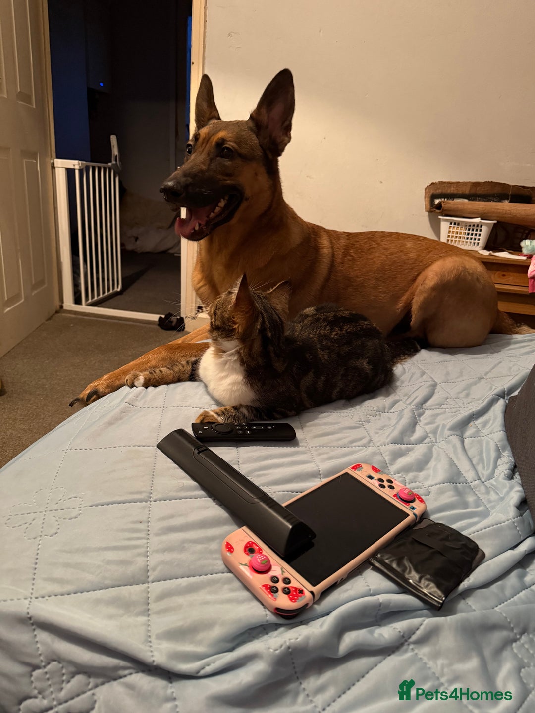 Belgian Shepherd Dog dogs for sale: Narla  - Advert 1