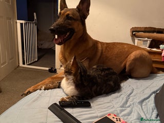 Belgian Shepherd Dog dogs Narla - Advert 1