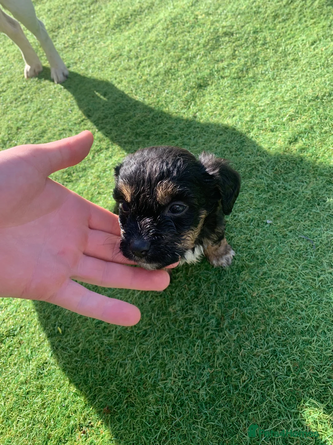Jack Russell dogs for sale: Jack Russells  in Keston - Advert 2