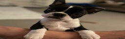 Boston Terrier dogs for stud: Small Proven Boston Terrier Stud in Doncaster - Advert 2
