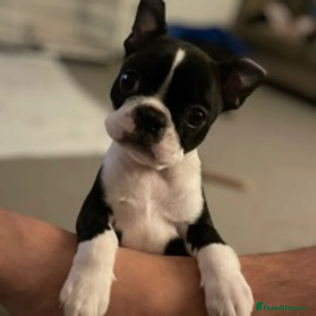 Boston Terrier dogs for stud: Small Proven Boston Terrier Stud in Doncaster - Advert 2