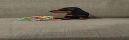 Miniature Dachshund dogs for sale: READY ,Miniature Dauchund puppy - Advert 2