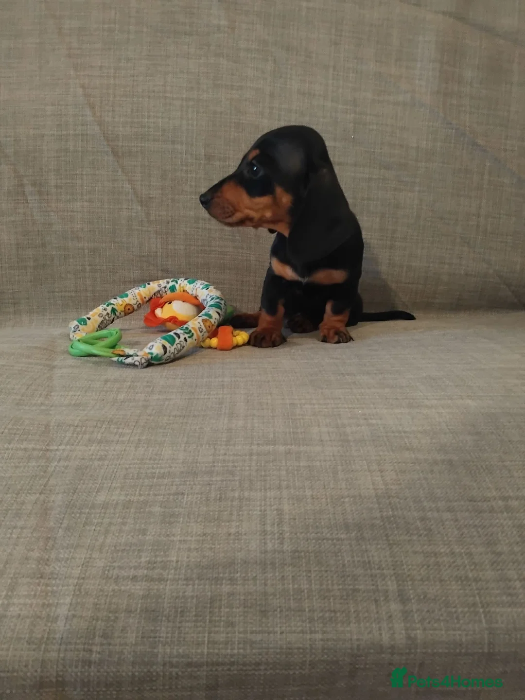 Miniature Dachshund dogs for sale: READY ,Miniature Dauchund puppy - Advert 2