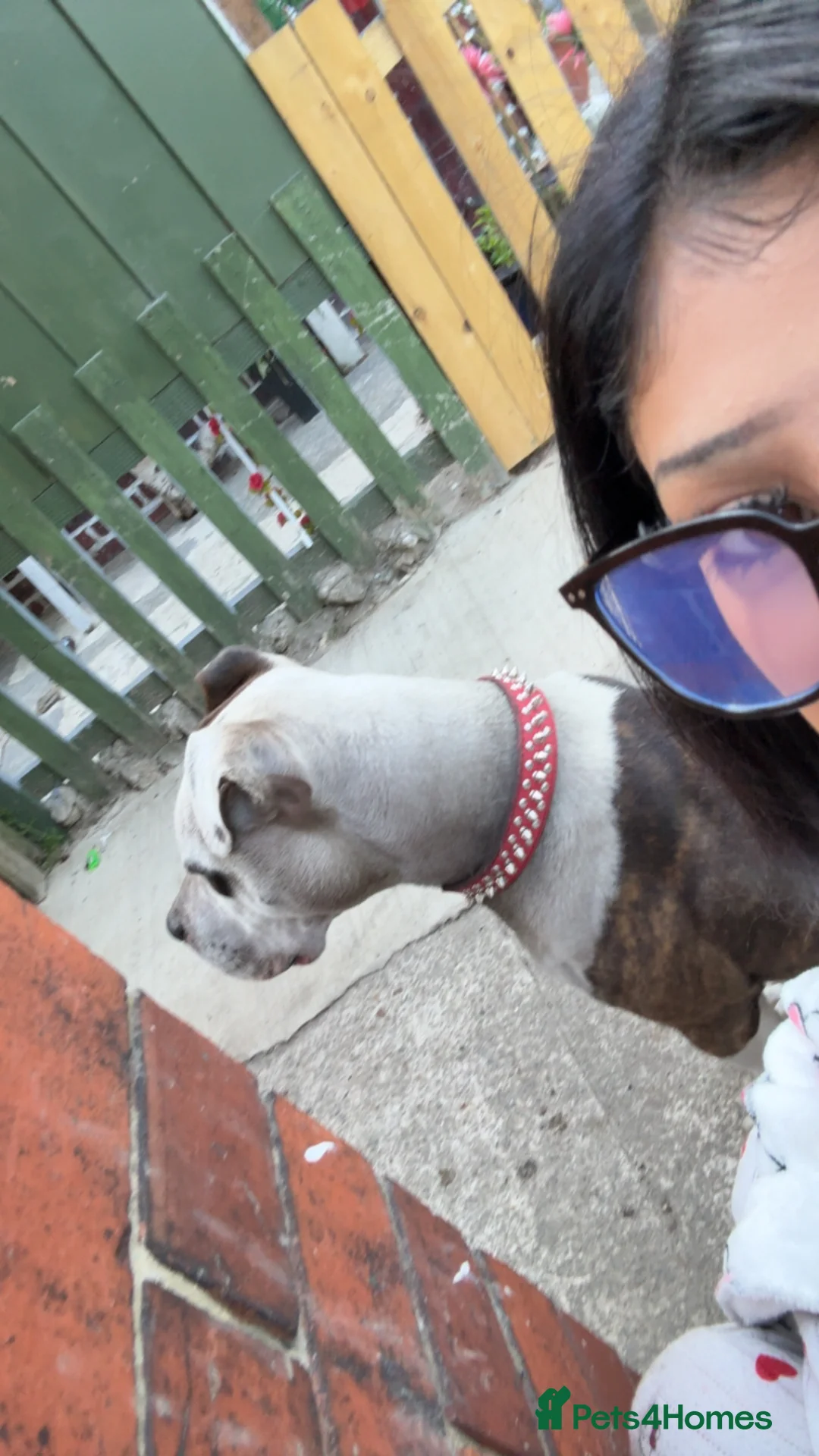 American Bulldog dogs for sale:  american bull dog  in Bradford - Advert 2