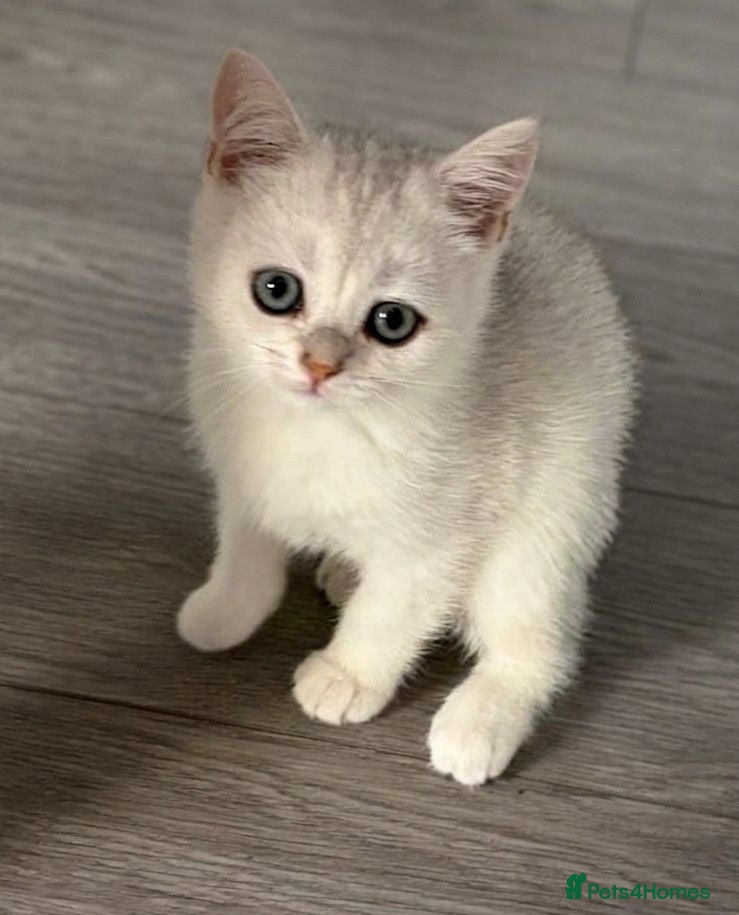 Scottish Fold cats Scottish Straight Fold Kittens - Only 1 left - Advert 2