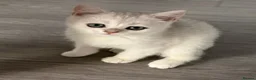 Scottish Fold cats for sale: Adorable Scottish Fold Kittens - Only 2 left - Advert 3