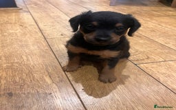 Jackapoo dogs for sale: 2x Male 1x female adorable Jackapoo Puppies! - Image 4