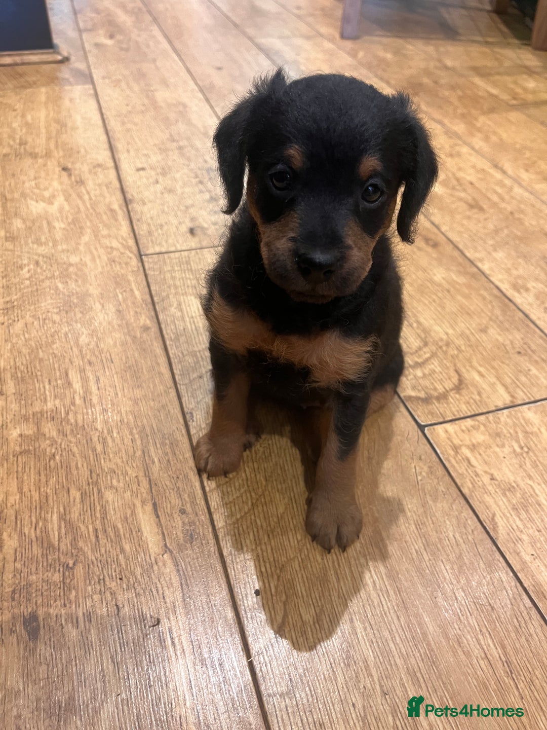 Jackapoo dogs for sale: 2x Male 1x female adorable Jackapoo Puppies! - Image 4