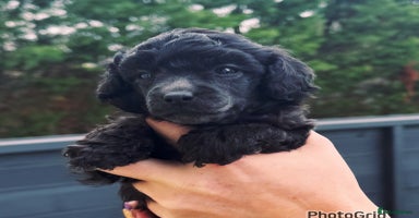 Miniature Poodle dogs - Advert 1