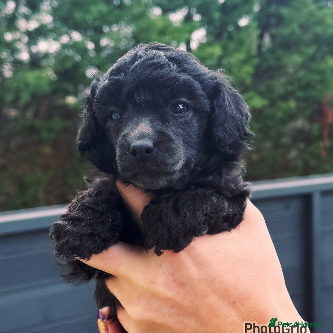 Miniature Poodle dogs for sale: Last one Silver mini poodles  - Advert 17