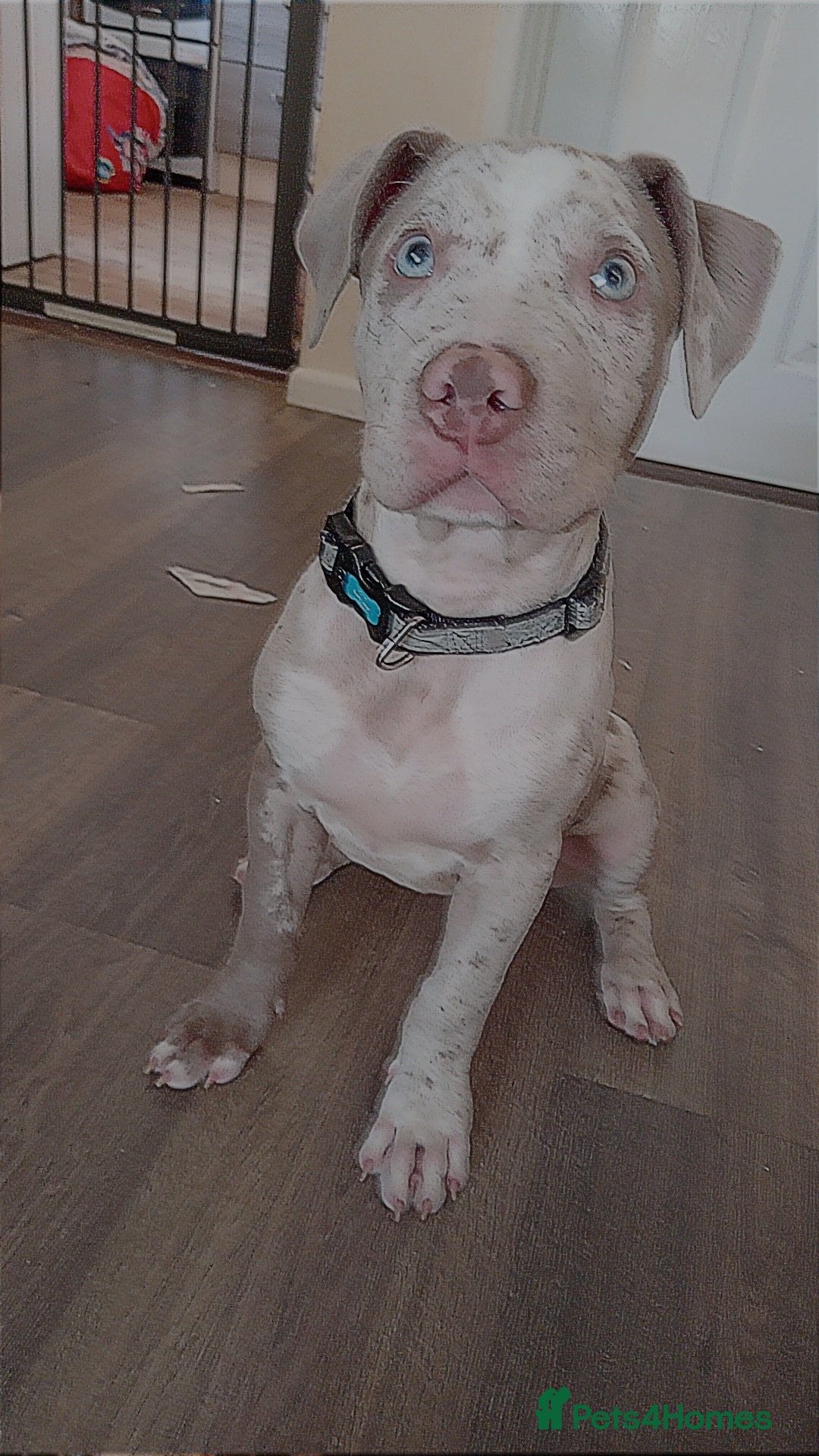 Staffordshire Bull Terrier dogs for sale:  2 American Staffordshire bull terrier girls  - Image 7