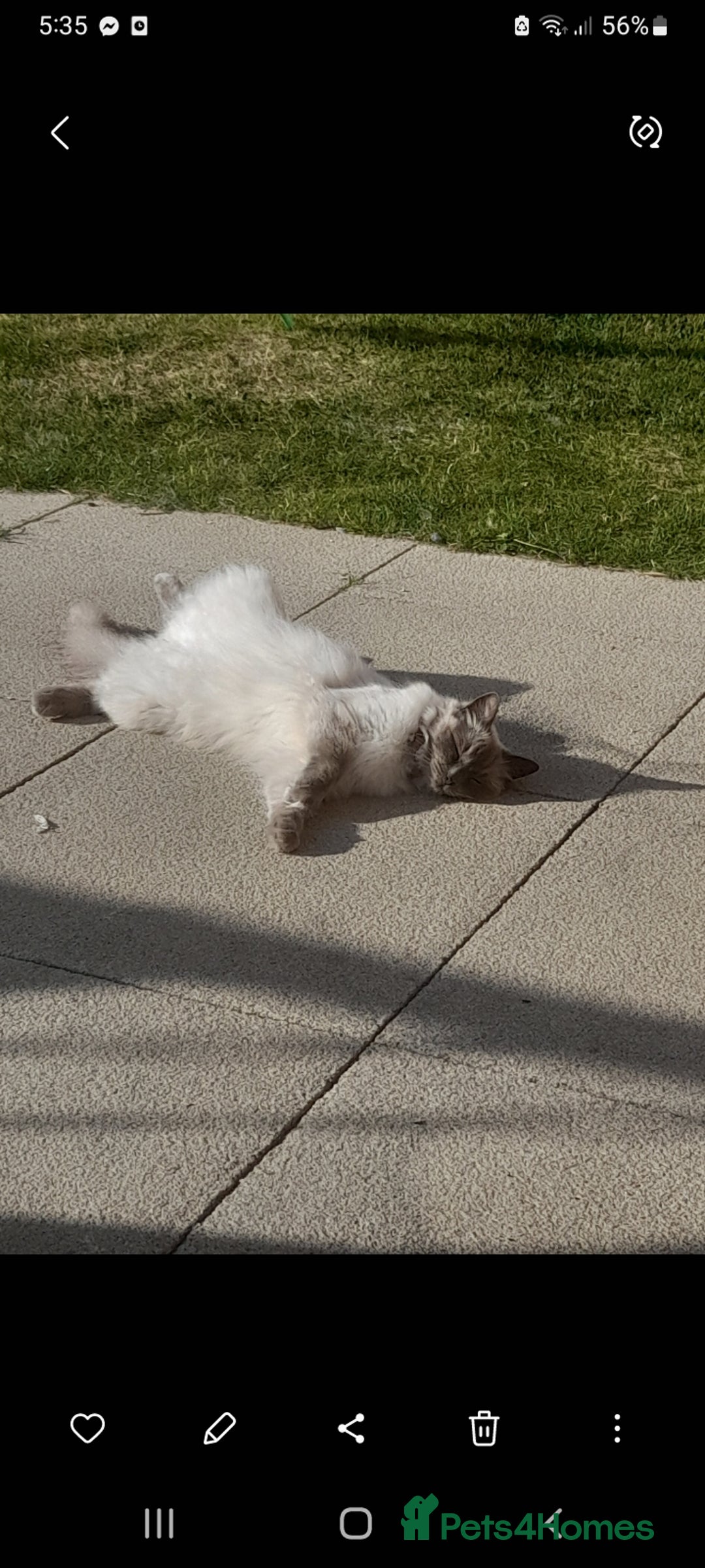 Birman cats for sale: Beautiful bonded cats, Birman and ragdoll females - Image 9