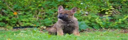 German Shepherd dogs for sale: German Shepherd puppies for sale!!! - Advert 7