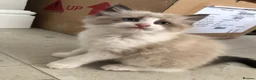 Ragdoll cats for sale: Beautiful Ragdoll kitties - Advert 4