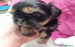 Shih Tzu dogs for sale: Kc stunning small imperial baby boy/girl - Image 3