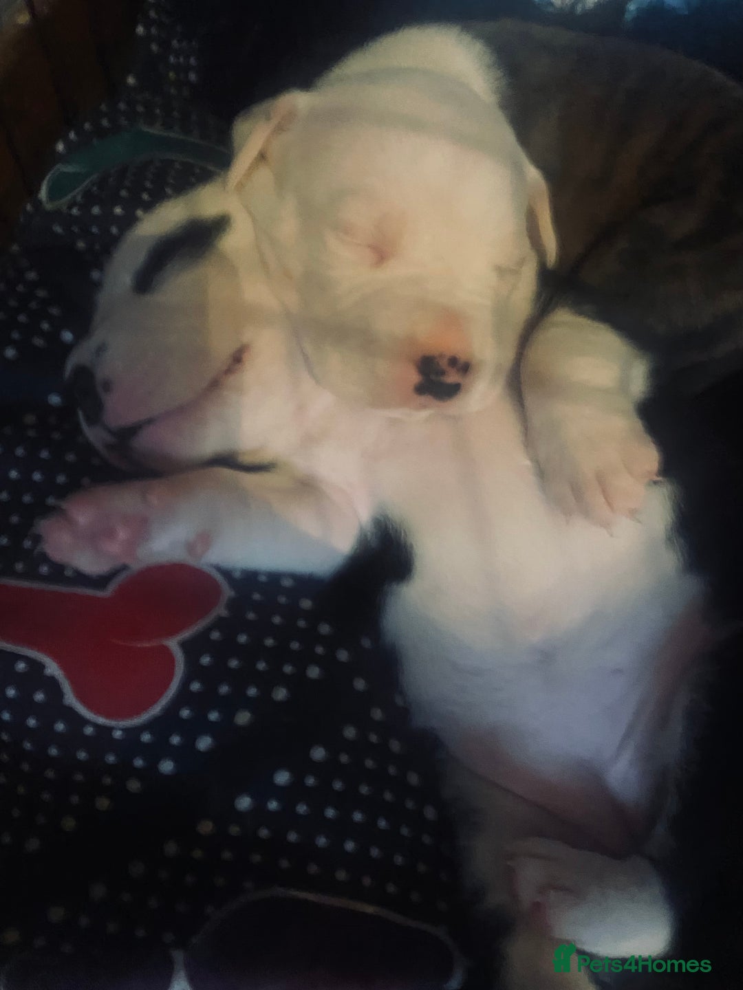Staffordshire Bull Terrier dogs for sale: White staffy for sale  - Image 7