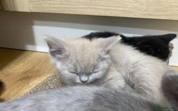 British Longhair cats for sale: 5 stunning British blues  - Image 17