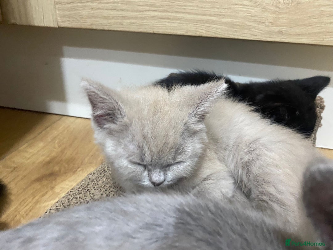 British Longhair cats for sale: 5 stunning British blues  - Image 17