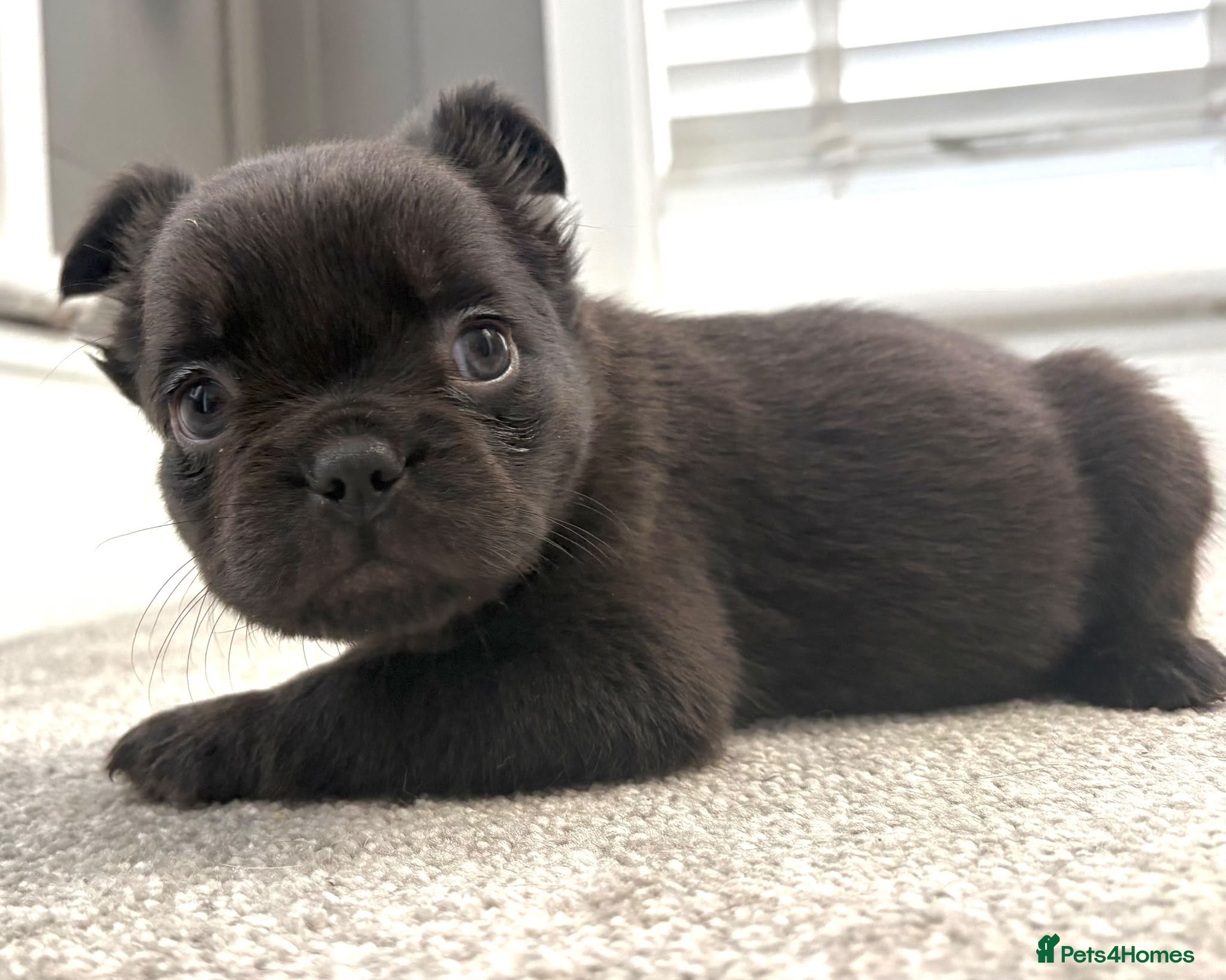 French Bulldog dogs 🎃🐾 FLUFFY FRENCH – READY 26TH OCTOBER! 🐾🎃 - Advert 2