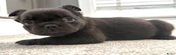 French Bulldog dogs for sale: 🎃🐾 FLUFFY FRENCH – READY 26TH OCTOBER! 🐾🎃 - Advert 2
