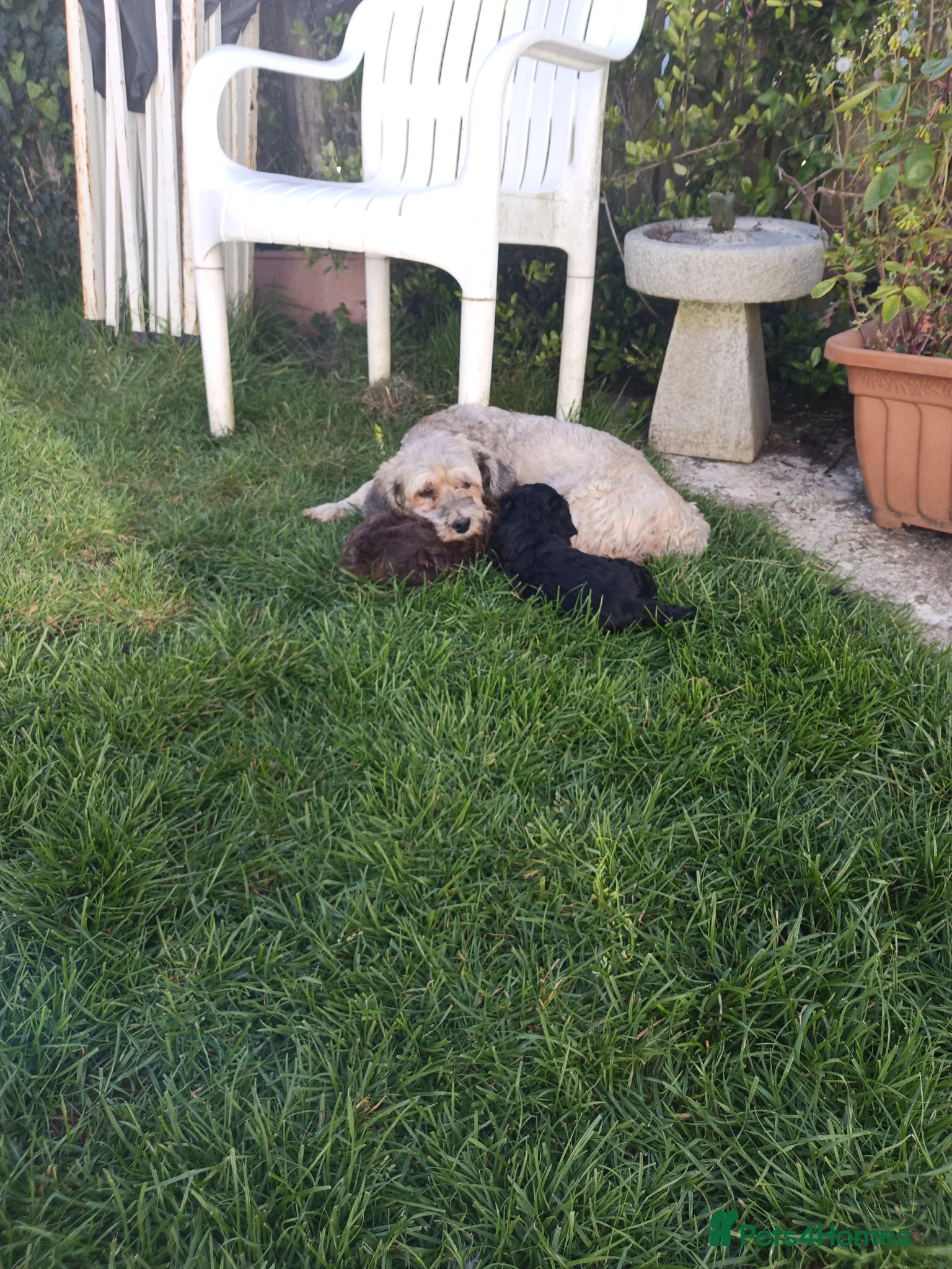 Havapoo dogs ADORABLE HAVAPOO PUPPIES HYPOALLERGENIC - Advert 1