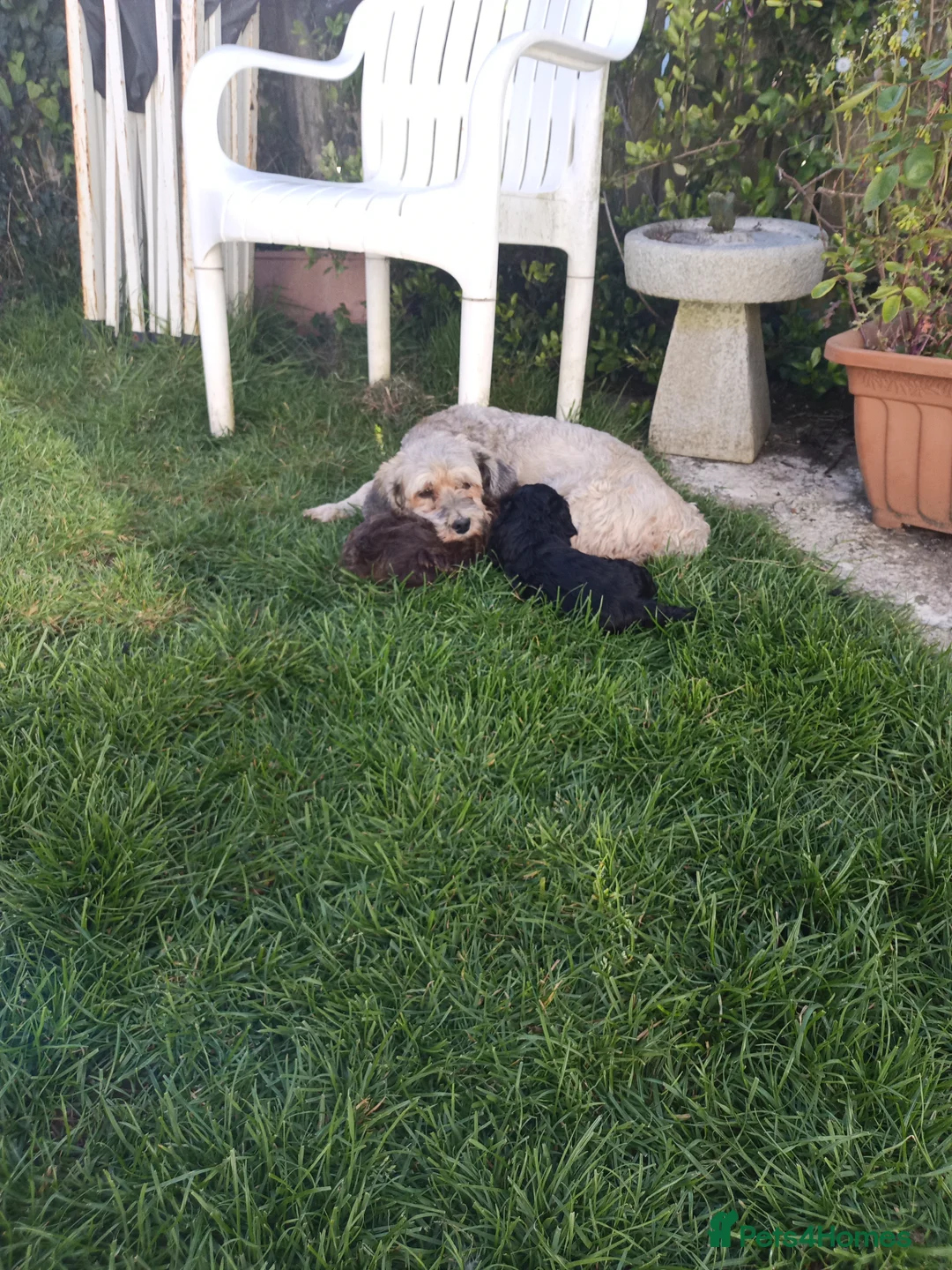 Havapoo dogs for sale: ADORABLE HAVAPOO PUPPIES HYPOALLERGENIC - Advert 1