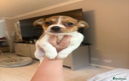 Mixed Breed dogs for sale: Jack Russell Chihuahua Puppy’s🐾🐾  - Image 4