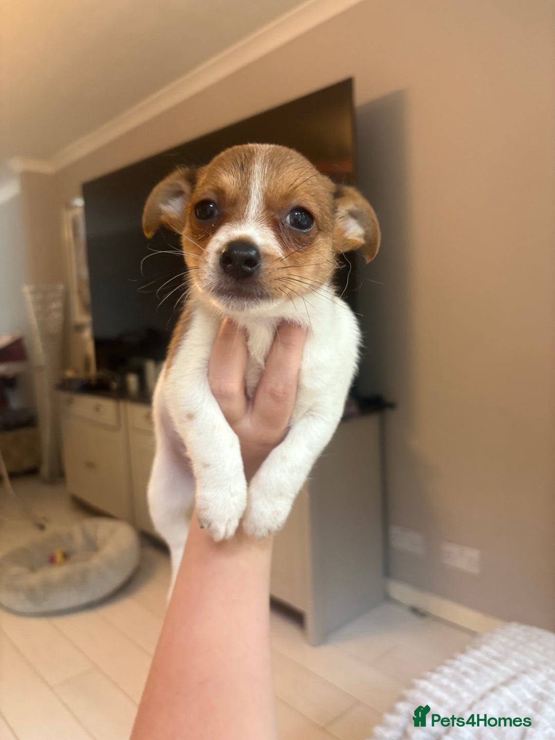 Mixed Breed dogs for sale: Jack Russell Chihuahua Puppy’s🐾🐾  - Image 4