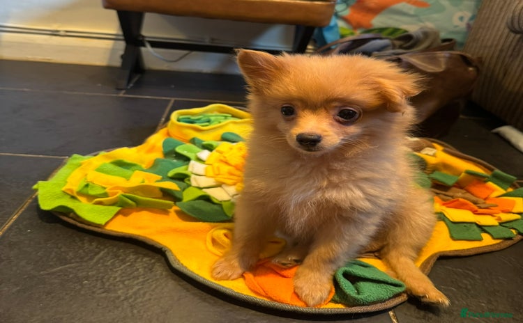 Pomapoo dogs - Advert 1