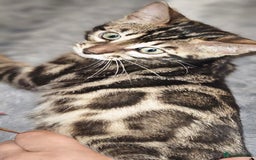 Bengal cats for sale: SHOW QUALITY BABIES  in Andover - Image 12