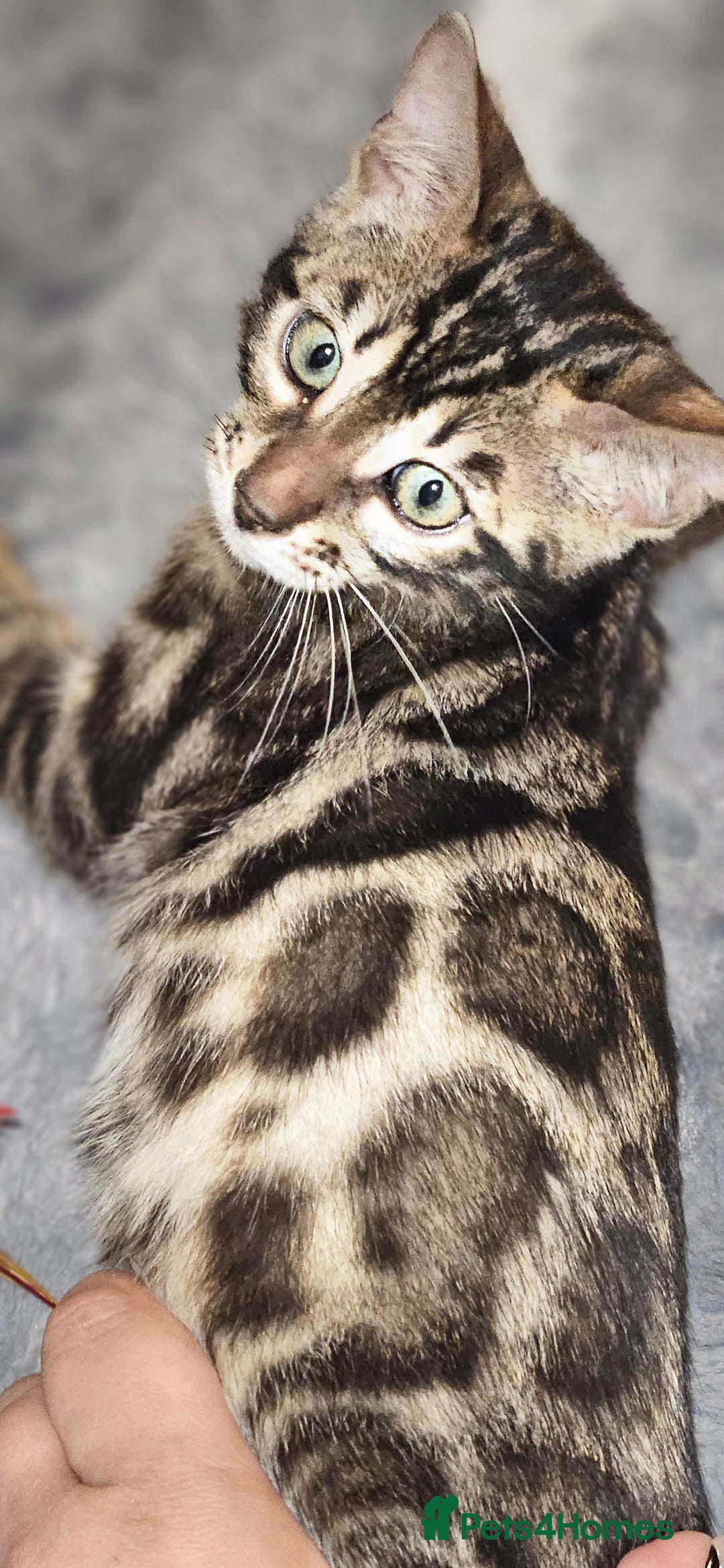 Bengal cats for sale: SHOW QUALITY BABIES  in Andover - Image 12