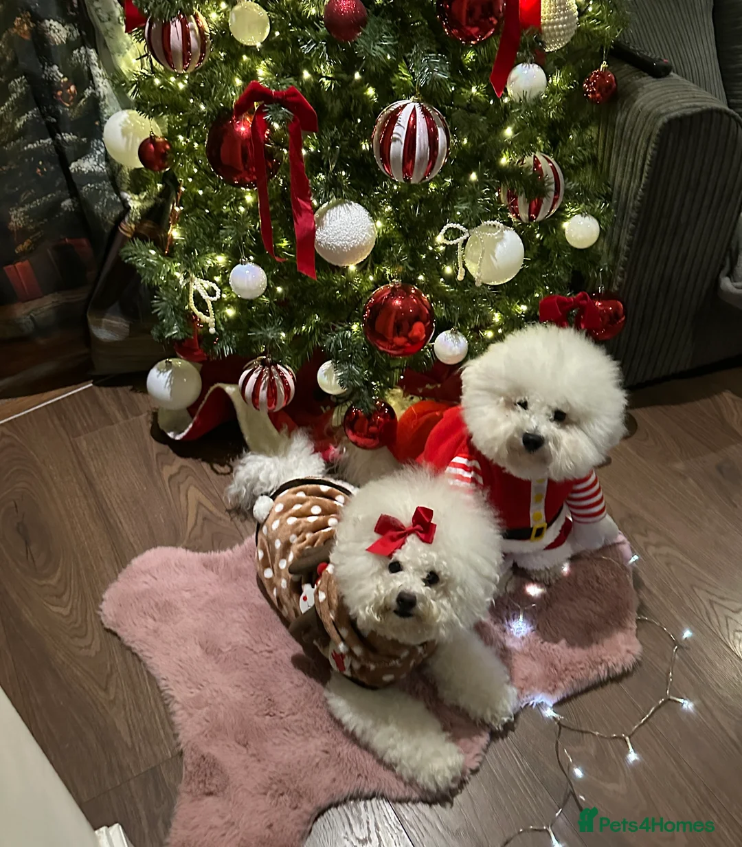 Bichon Frise dogs for sale: Pure Pedigree Champion Bloodline Bichon Frise  - Advert 14