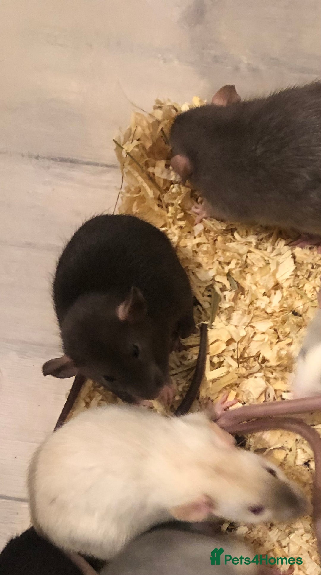 Rat rodents for sale: Baby dumbo rats - Advert 4