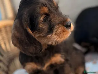 Cockapoo dogs Cockerpoo - Advert 12