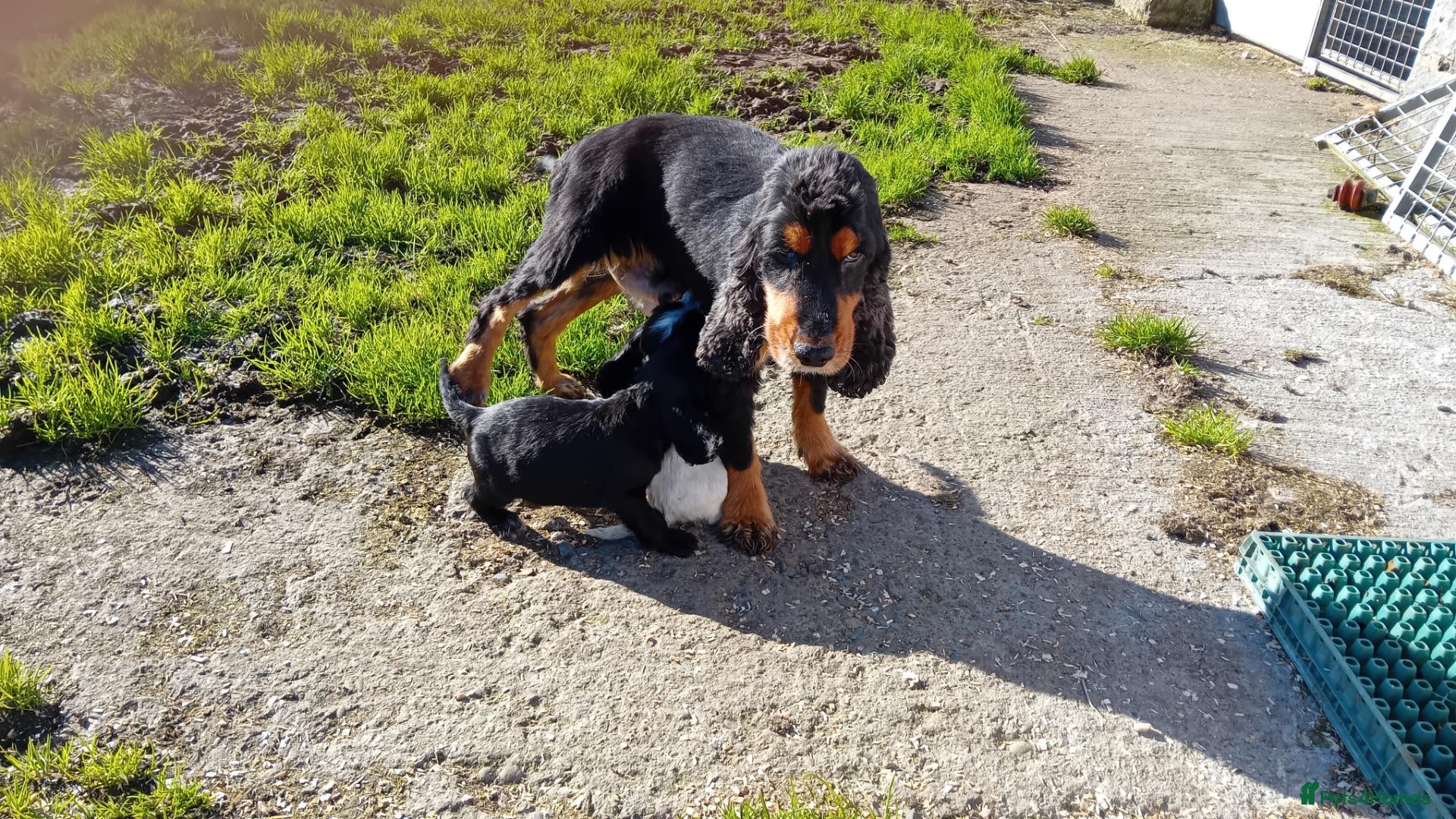 Cocker Spaniel dogs for sale: Show cocker pups - Advert 2