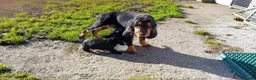 Cocker Spaniel dogs for sale: Show cocker pups in Peterhead - Advert 2